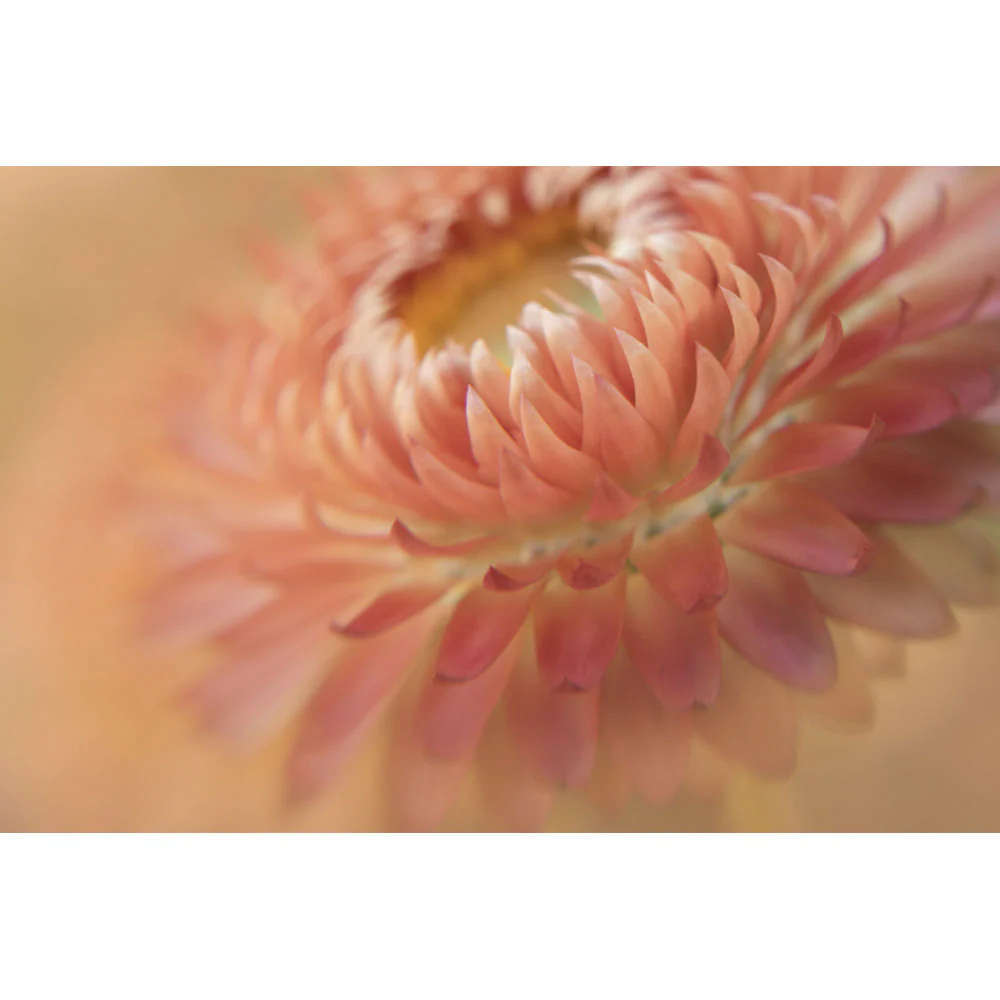 Lensbaby 46mm Macro Filter Kit - Image 6
