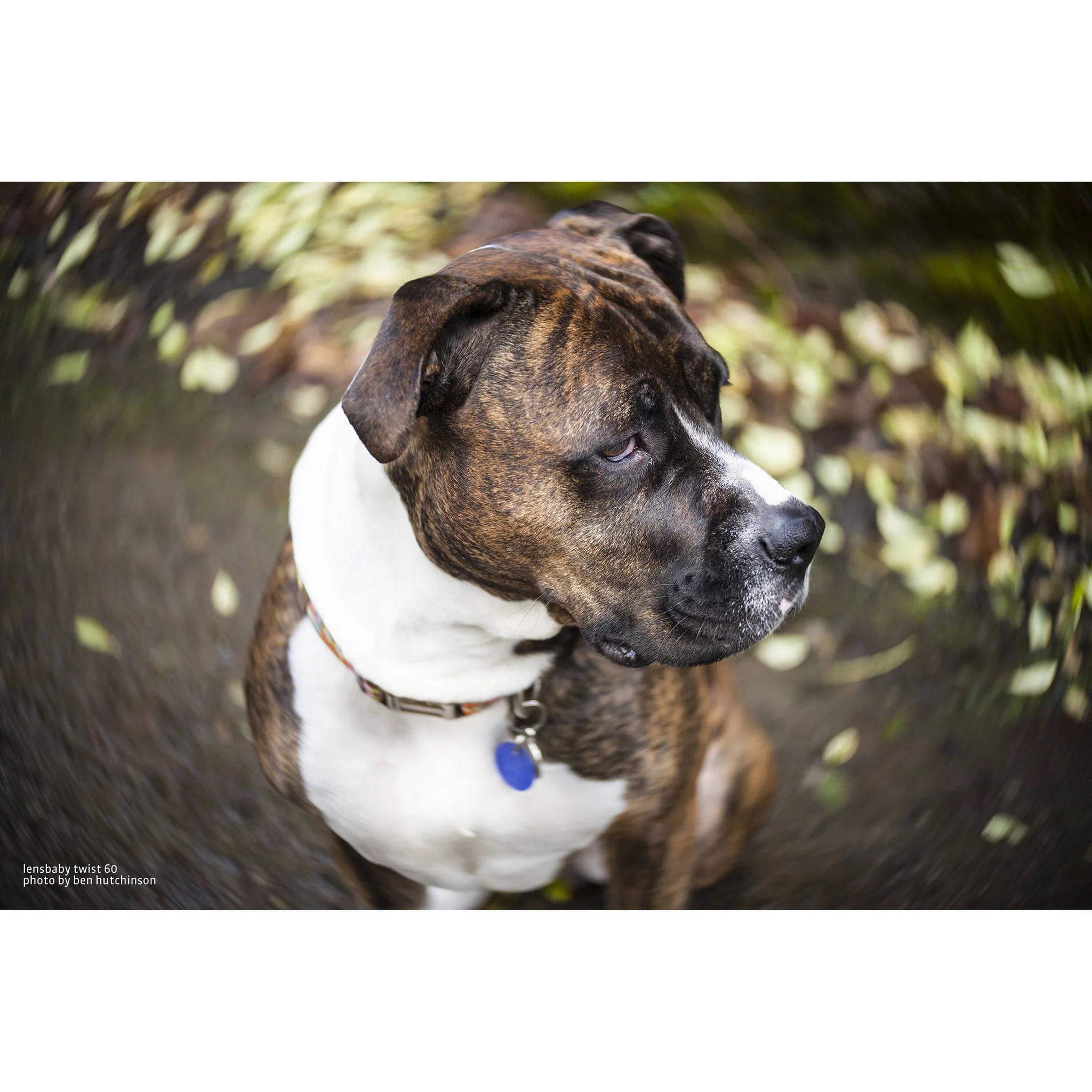 Lensbaby Twist 60 Optic with Straight Body for Sony E - Image 3