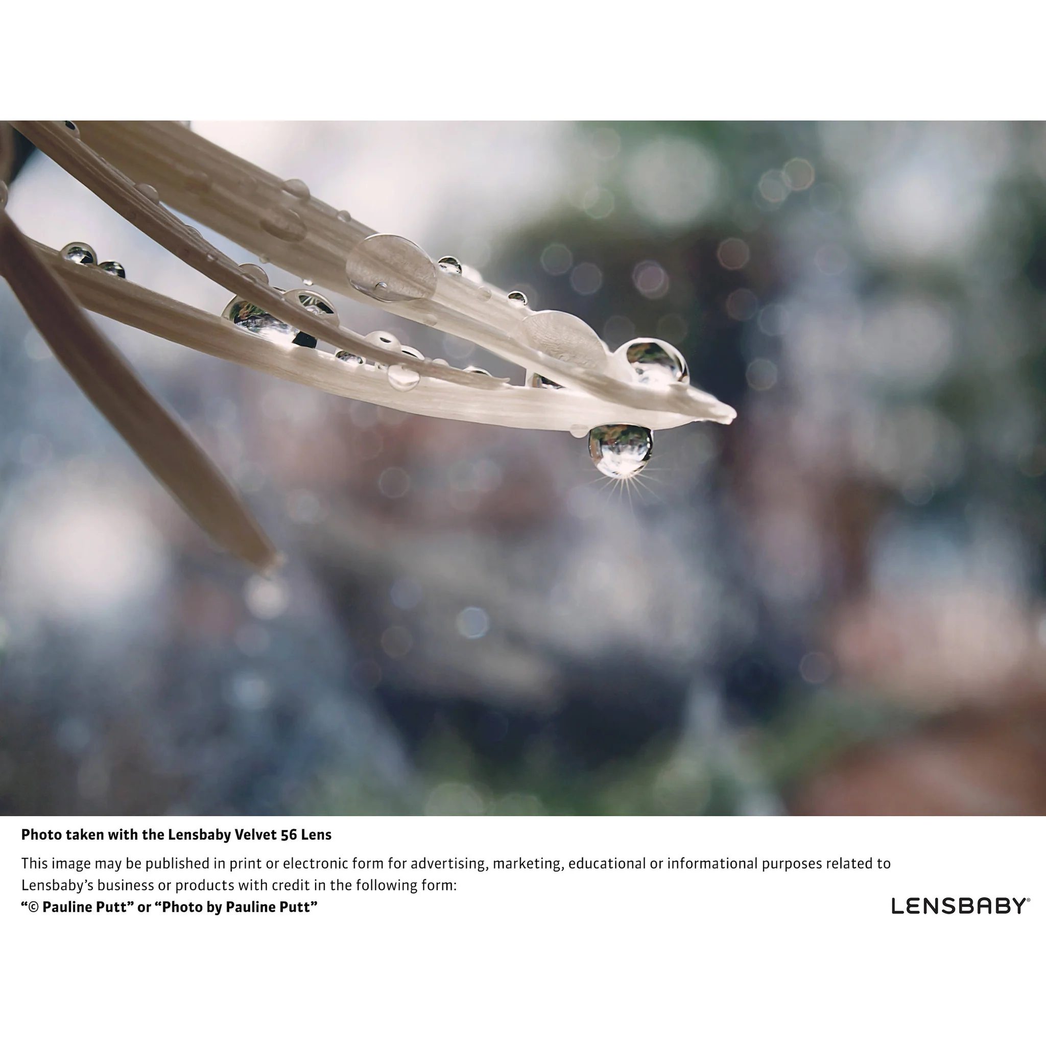 Lensbaby Velvet 56mm f/1.6 Lens for Sony E - Image 7