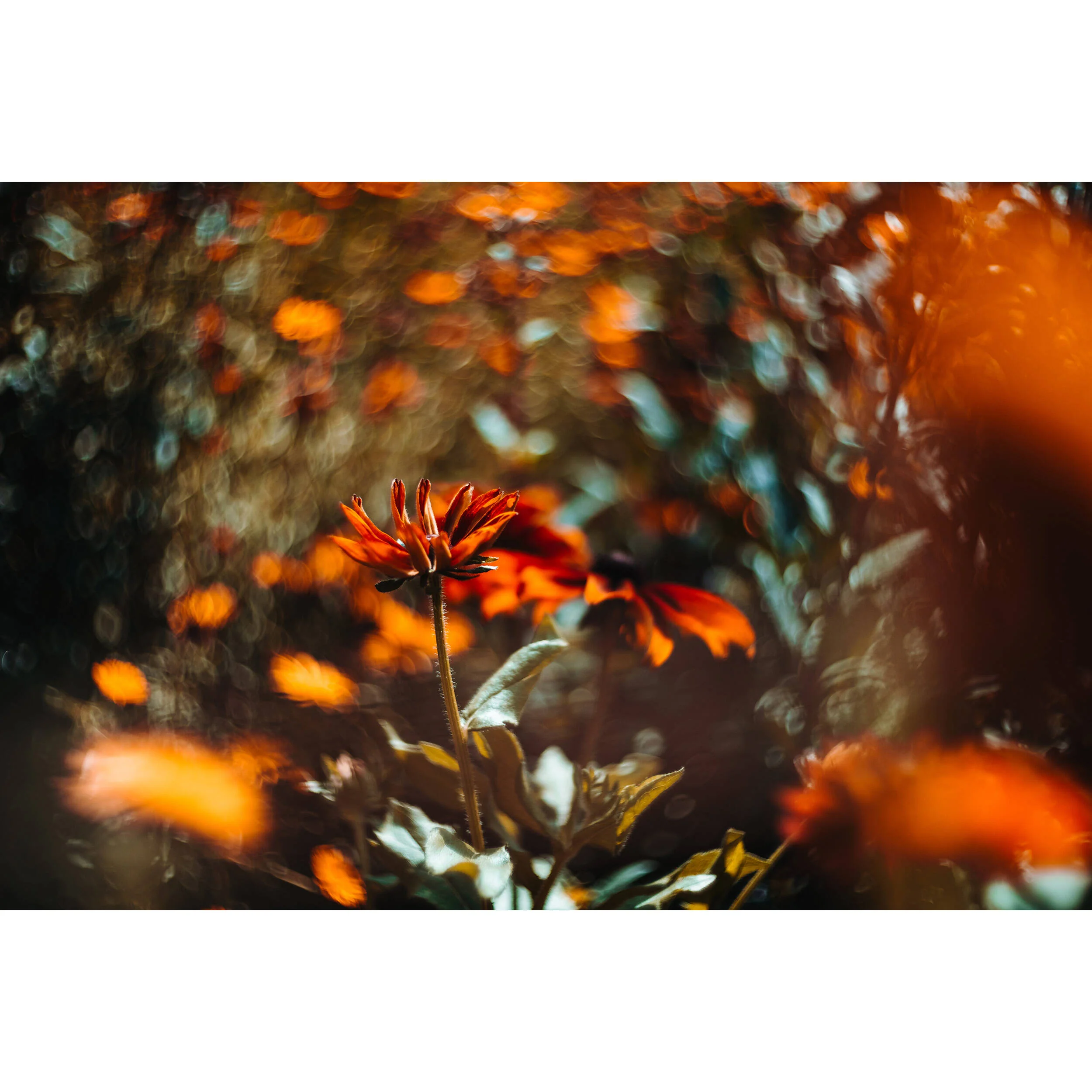 Meyer-Optik Gorlitz Biotar 75mm f/1.5 II Lens (Canon RF) - Image 5