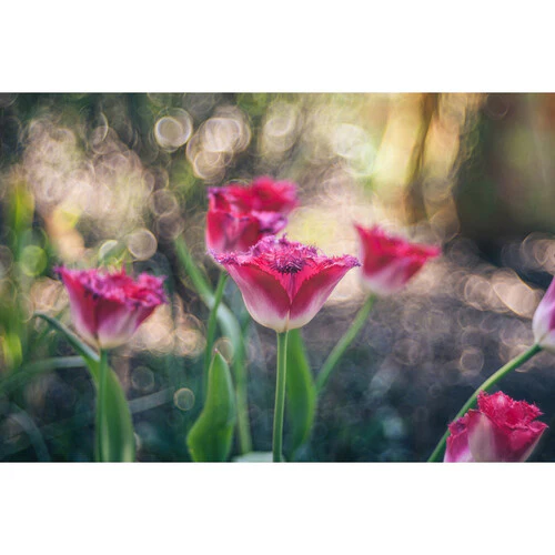 Meyer-Optik Gorlitz Trioplan 100 f2.8 II Lens for Nikon Z - Image 3