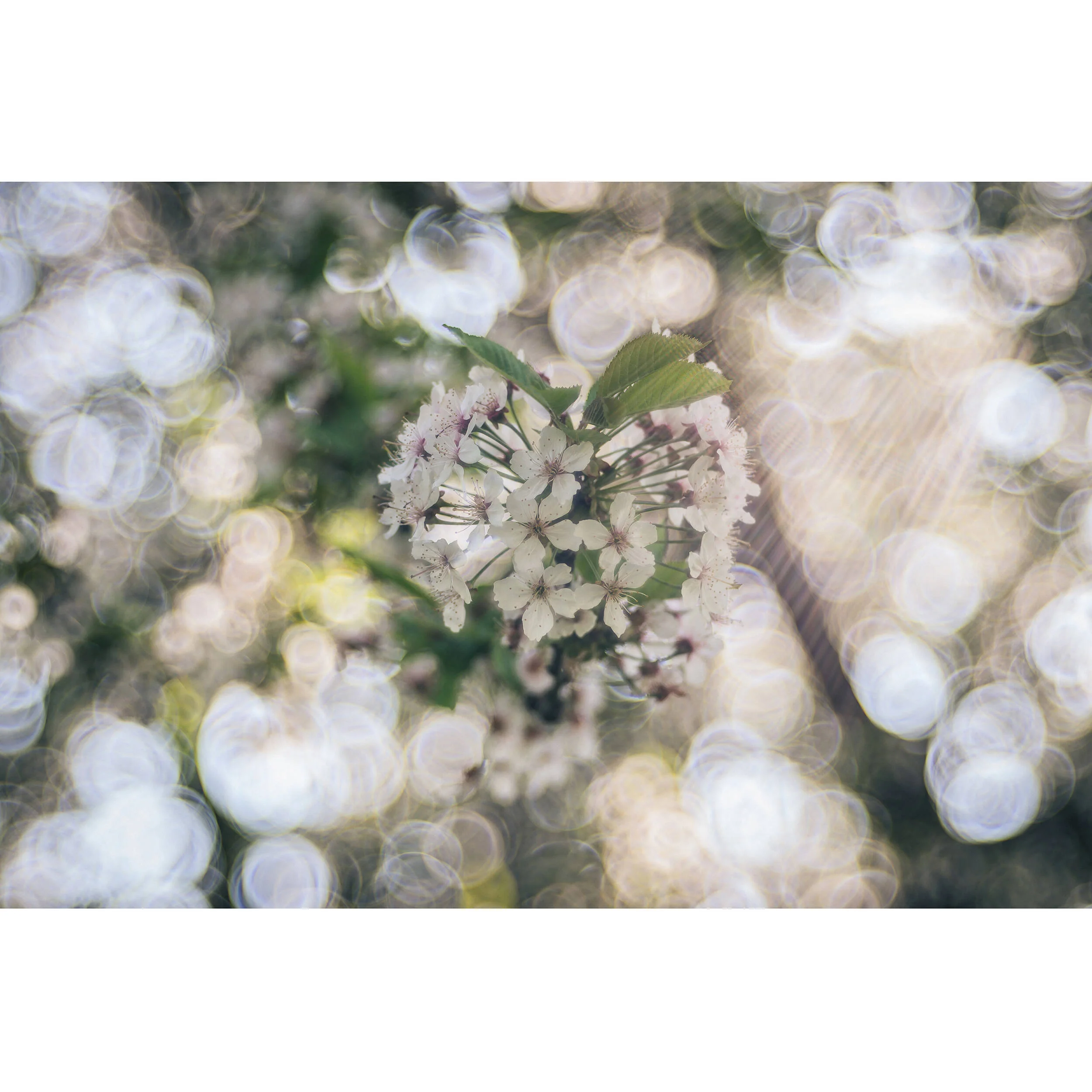 Meyer-Optik Gorlitz Trioplan 100mm f/2.8 II Lens for FUJIFILM X - Image 2